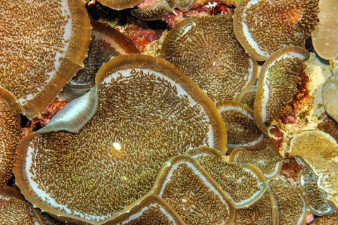 Giant Cup Mushroom (Amplexidiscus fenestrafer)