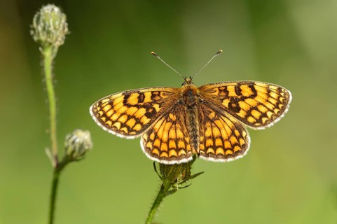 Heath fritillary (Melitaea athalia)