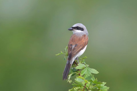 Red-backed Shrike (Canius collurio) male on perch