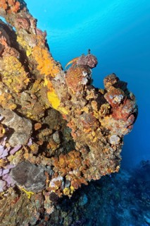 Anchor thickly encrusted with various sponges