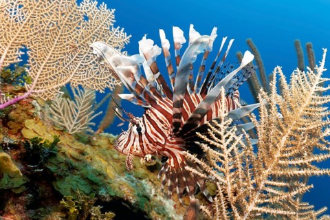 Common lionfish (Pterois miles)
