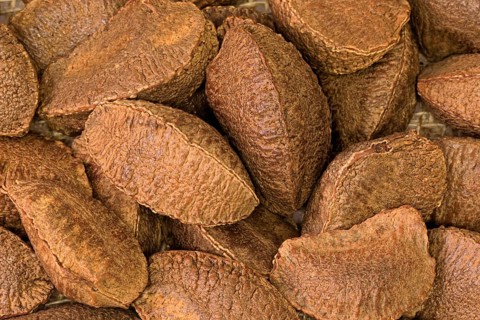 Brazil nut (Bertholletia excelsa)
