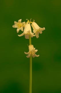 Spanish bluebell (Hyacinthoides hispanica)