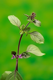 Shrub Basil (Ocimum basilicum) Magic Blue (Magic Blue)