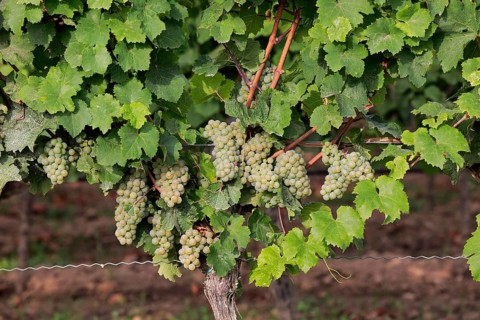 Grape vine (Vitis vinifera)