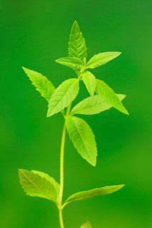 Lemon verbena (Aloysia triphylla)