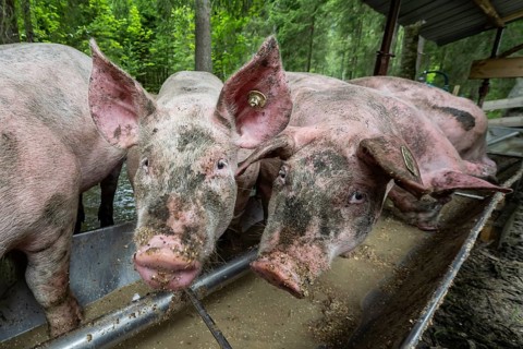 Domestic Pigs (Sus scrofa domesticus) at a trough in an outdoor enclosure