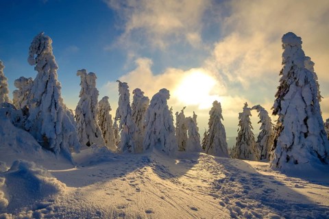 Sunset with snow-covered spruces