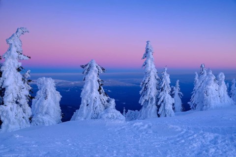 Sunset with snow-covered spruces
