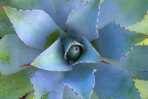 Aloes (Aloe)