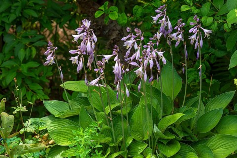 Flowering Hosta