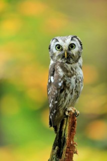 Tengmalm's owl (Aegolius funereus)