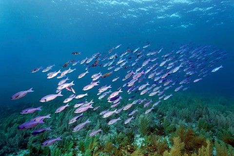 Shoal of Barracuda Waitin Boy (Clepticus parrae) swimming over coral reef densely covered with soft corals
