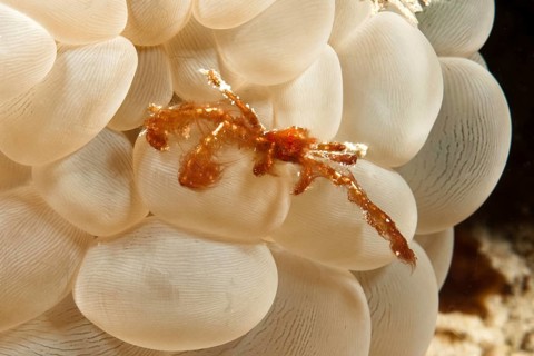 Orangutan orang utan crab (Achaeus japonicus) on Bubble Coral (Plerogyra sinuosa)