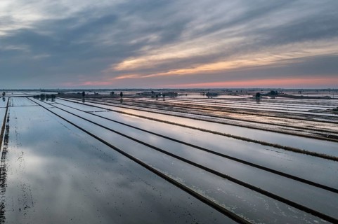 Flooded rice fields in May at daybreak