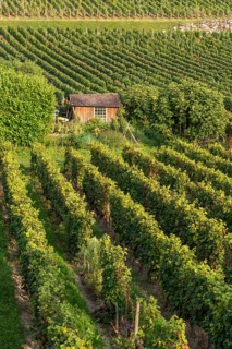 Saint Emilion wine region