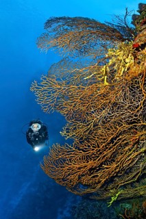 Diver on coral reef wall looking at black sea fan (Iciligorgia schrammi)