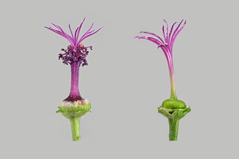 Moroccan wild mallow (Malva sylvestris subsp. subacaulis)