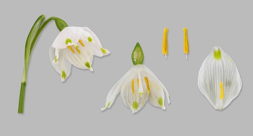 Spring snowflake (Leucojum vernum)