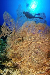 Giant Sea Fan (Annella mollis)