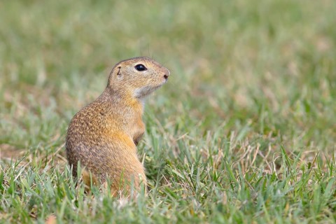 European ground squirrel (Spermophilus citellus)