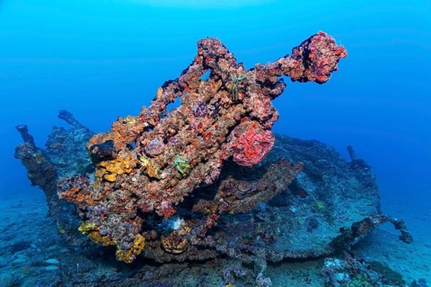 Wreckage and dinghy thickly encrusted with various sponges