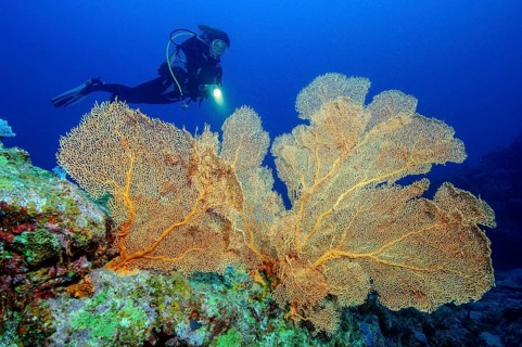 Diver looking at Giant Sea Fan (Annella mollis)