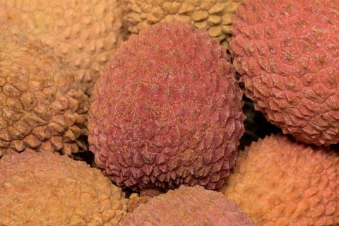 Lychee (Litchi chinensis)
