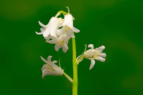 Spanish bluebell (Hyacinthoides hispanica)