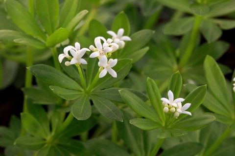 Woodruff (Asperula odorata)