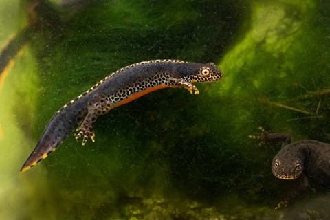 Alpine newt (Ichthyosaura alpestris)