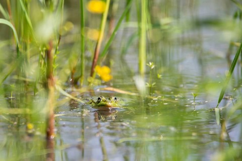Green frog (Rana esculenta)