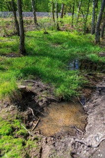 Temporary spawning water for amphibians by the wayside