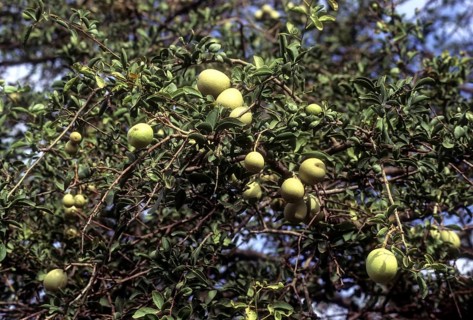 Aegle marmelos linn