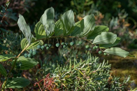 Seed stand of Solomon's seal (Polygonatum multiflorum)