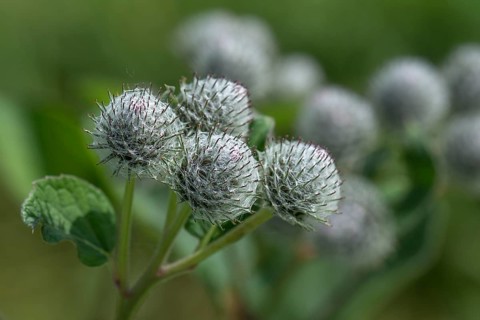Buds of a downy burdock (Arctium tomentosum)