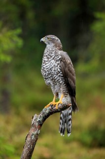 Northern goshawk (Accipiter gentilis)