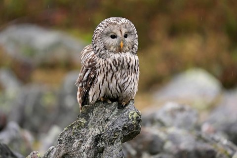 Ural owl (Strix uralensis)