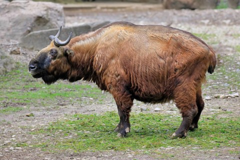 Mishmi Takin (Budorcas Taxicolor taxicolor)