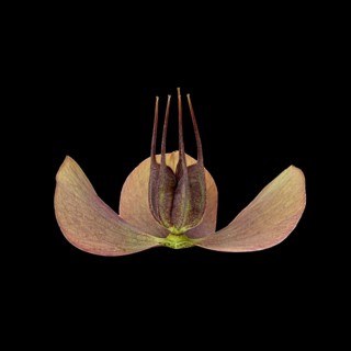 Barnhaven hybrid (Helleborus x hybridus)