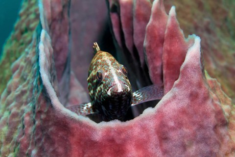 Marbled grouper (Dermatolepis inermis) in the Caribbean Giant Barrel Sponge (Xestospongia muta) Caribbean Sea near Maria la Gorda