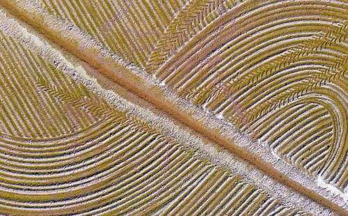 Detail of a flooded rice field in May