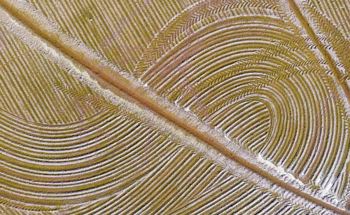 Detail of a flooded rice field in May