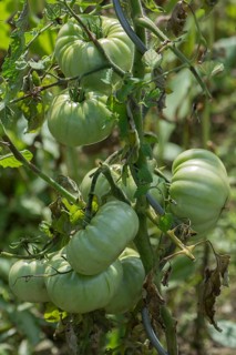 Unripe oxheart tomatoes (cuore di bue)