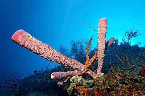 Coral reef wall with Stove pipe Sponge (Aplysina archeri)