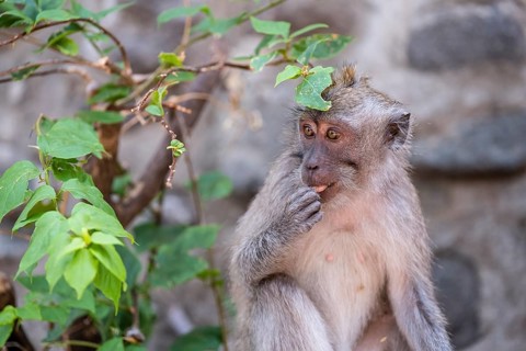 Crab eating macaque (Macaca fascicularis) or Javan monkey