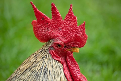 Bantam cock
