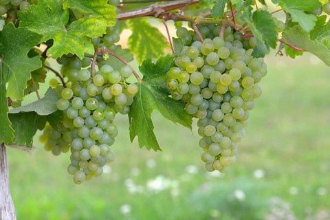 Yellow grapes