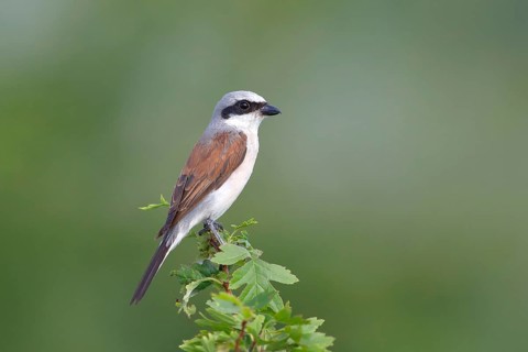 Red-backed Shrike (Canius collurio) male on perch