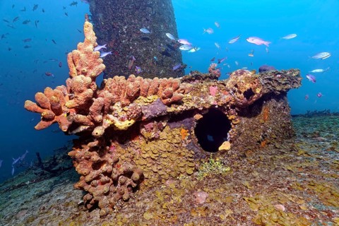 Deck superstructure encrusted with branching tubular sponge (Pseudoceratina crassa)
